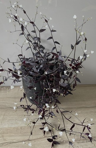 Rare black gibasis jose - gibasis,