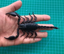 Real Dried Scorpion Preserved