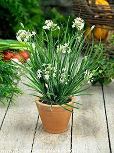 Garlic chives allium tuberosum - garlic,