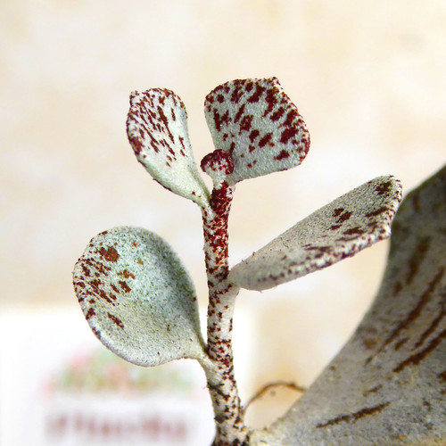 Kalanchoe rhombopilosa pies - rhombopilosa,