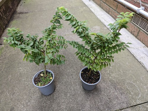 Ulmus hollandica jacqueline - ulmus,