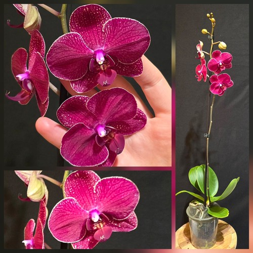 Phalaenopsis red jujube - phalaenopsis, jujube'