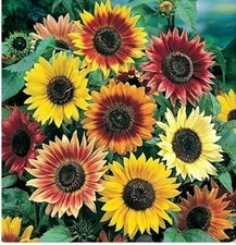  40 seeds Sunflower tall Autumn Beauty + FREE PLANT LABEL+ FREE P&P