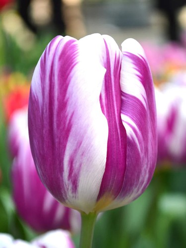 Tulips flaming flag - tulips,