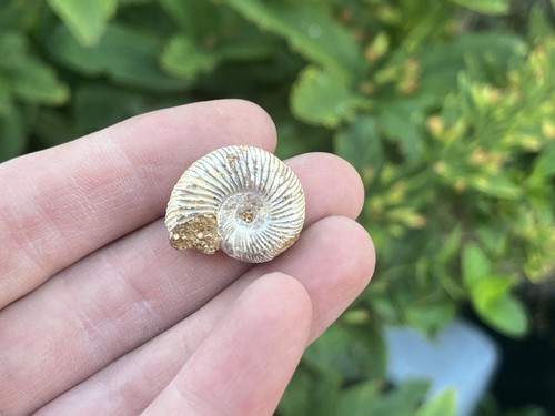 Perisphinctes ammonite fossil - perisphinctes,