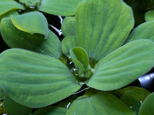 X10 dwarf water lettuce - x10,