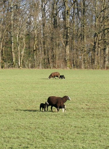 Photo 12x8 sheep and lambs - sheep,