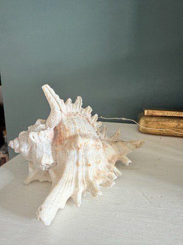Murex ramosus - (or, murex)