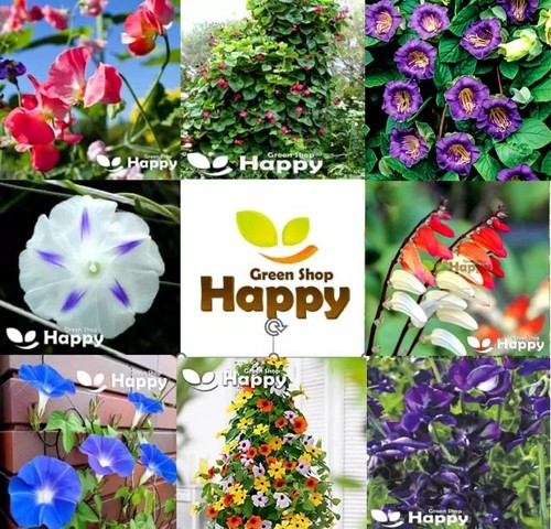 Climbing flowers mix - climbing,