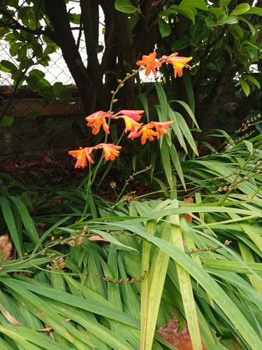 Montbretia crocosmia small - montbretia,