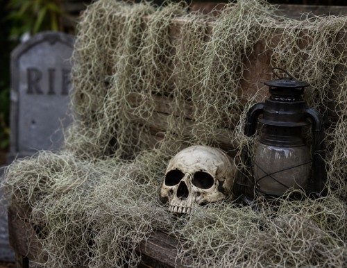 Real spanish moss - moss, halloween