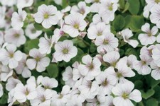 GYPSOPHILA CERASTIOIDES PIXIE SPLASH HARDY ROCKERY GARDEN CONTAINER PERENNIAL