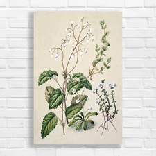 Botanical Illustration