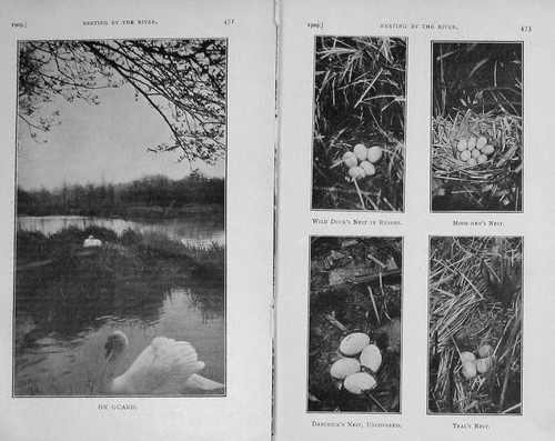 Old antique print - old, swan