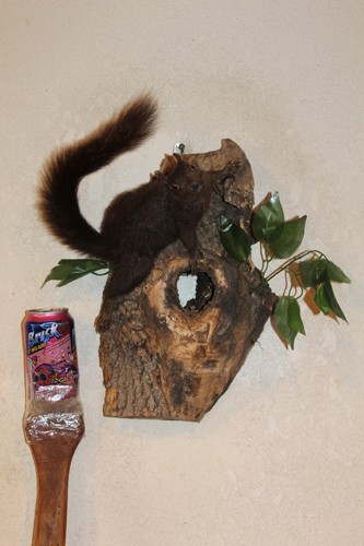 Taxidermy squirrel chipmunk - taxidermy,