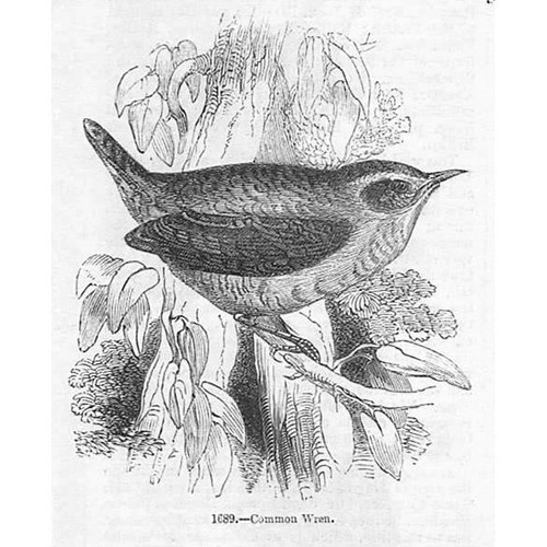 Birds common wren antique - common,
