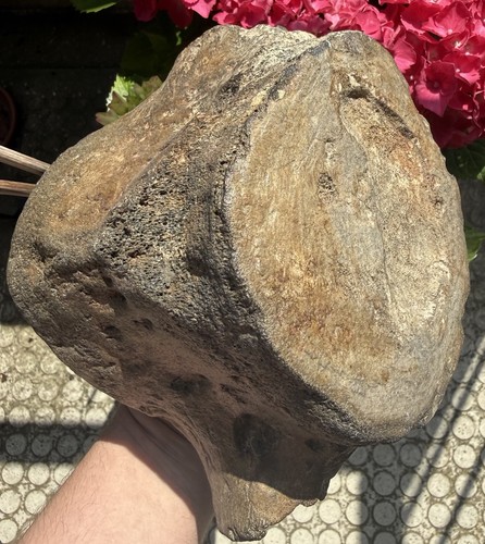 2kg fossil whale vertebra - fossil,