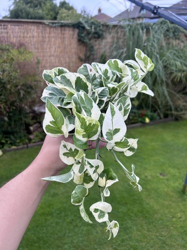 Epipremnum joy variegated - epipremnum,