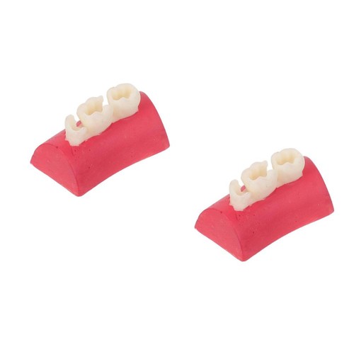 2pcs clear anatomy model - clear,