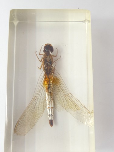 Dropwing dragonfly insect - dropwing,