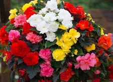 6 Begonia Nonstop Mixed