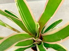 Neoregelia bromeliad house - neoregelia,