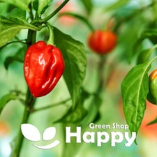 CHILLI PEPPER SEEDS - HABANERO - 30 seeds - Capsicum annuum 