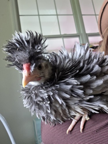 Fertile silkie hatching - fertile,