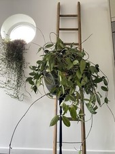 Hoya Carnosa Wax Flower Plant