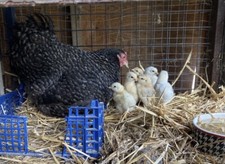 FOR BROODY HEN✅QUICK