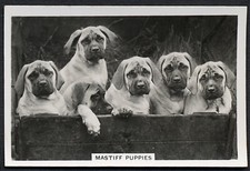 MASTIFF PUPPIES SENIOR SERVICE DOGS SERIES 1939 DOG CIGARETTE CARD #33
