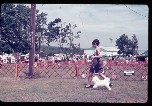 Sl23 slide 1970 durham dog - 1970's,