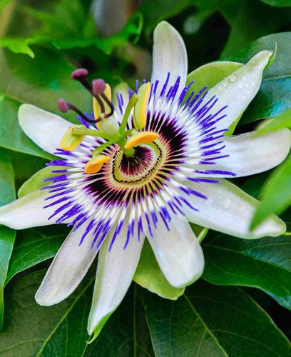 Litre passiflora caerulea - 2, passiflora caerulea