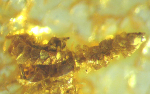 Pliocene amber kenya - pliocene,