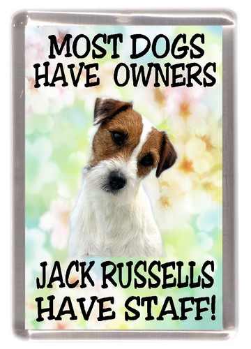 Jack russell fridge magnet - jack,