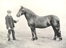 HORSES.Highland Pony Mare-"Braulin" winner president Medal.A.S.show,1908 1912