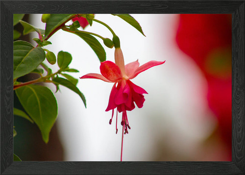 Hanging fuchsia flower - fuchsia,