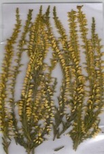 9 SPRIGS OF SPIKY YELLOW