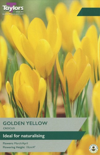Crocus golden yellow large - yellow',