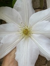 Clematis Seed from Jan Pawel II, group 2, 10 seeds