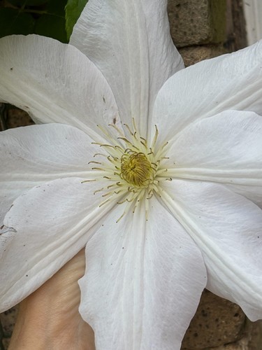 Clematis seed from jan - from, pawel
