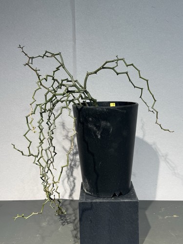 Decarya madagascariensis rare - madagascariensis,