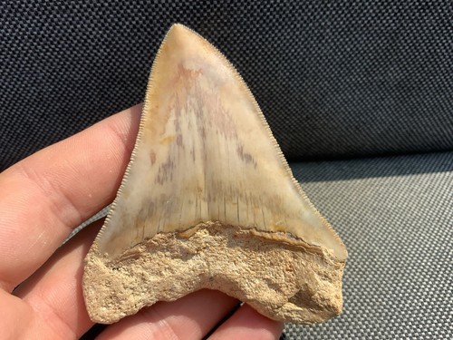 Rare otodus megalodon shark - otodus,