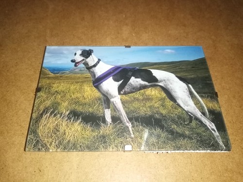 Greyhound picture clip - picture, -in