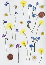 Pressed Dried Wild Flowers