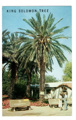 Coachella king solomon - coachella, palm