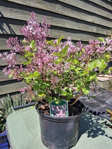 Dwarf lilac scented - scented, shrub
