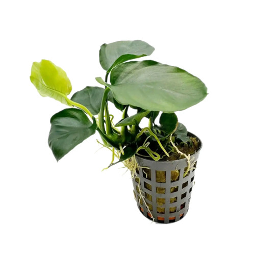 Anubias nana coin - nana,