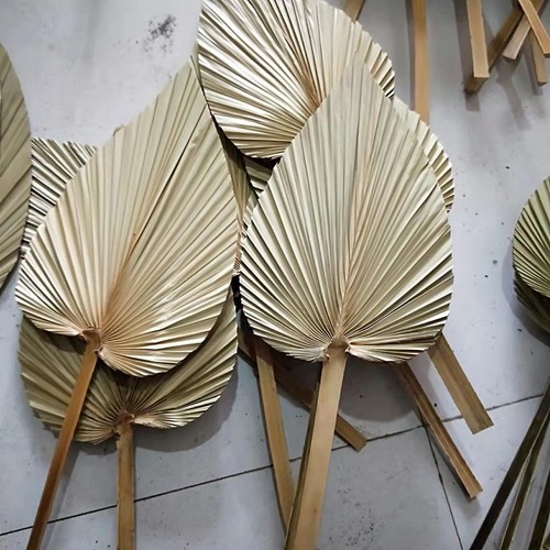 Natural dried palm spears - xl,