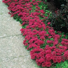 2x Sedum Coccineum Stonecrop